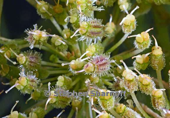 daucus carota 9 graphic